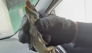 Capturado en Lugo un lagarto ocelado de 40 centímetros