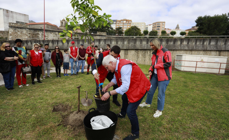 Cruz Roja planta árboles junto al Dique de Abrigo de A Coruña