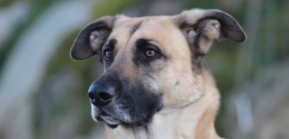 Las mascotas, un miembro más en las familias