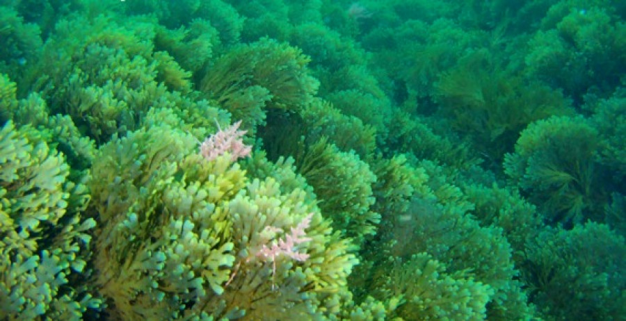 Investigadores de la Universidad descubren una invasión de algas en San Amaro y el dique