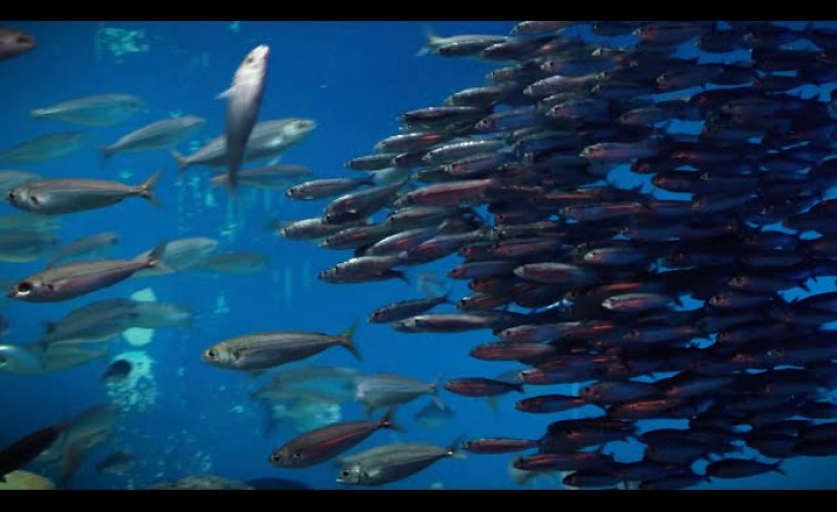 Así recoge el Aquarium Finisterrae de A Coruña un banco de sardinas