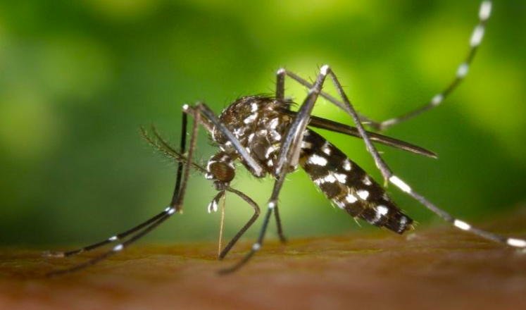 Los mosquitos se llevan el puesto número uno a la plaga más molesta del verano