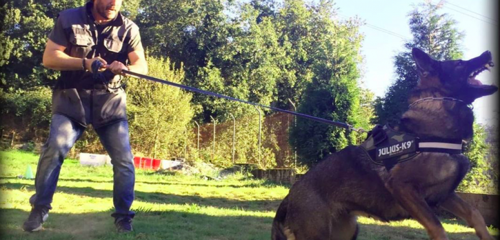 La Importancia del adiestramiento canino: entrena a tu mascota en Eloa K9