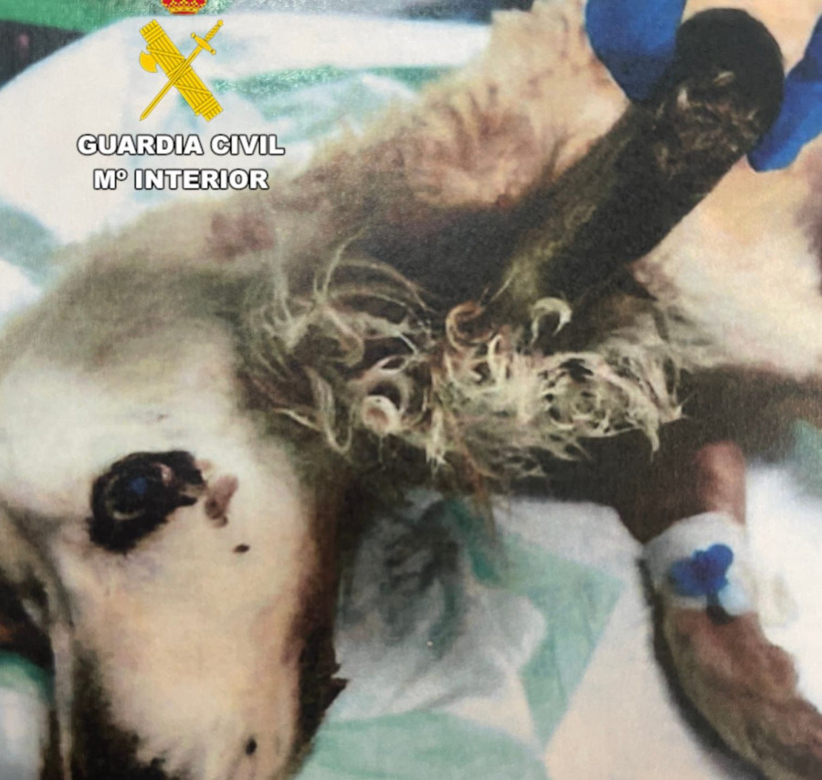 Investigada una vecina de Oleiros por atar y abandonar a su perro hasta que falleció