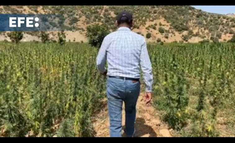 Los agricultores dejan de sembrar con miedo con la legalización del cannabis en Marruecos