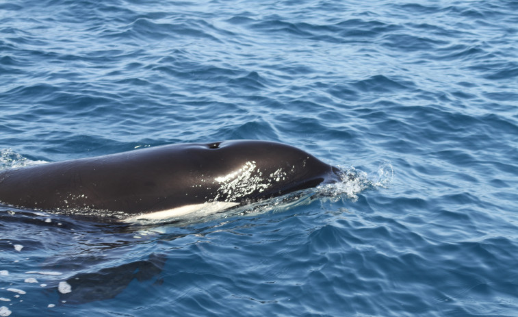 La costa gallega recibirá la visita de un grupo de orcas procedentes del norte de África