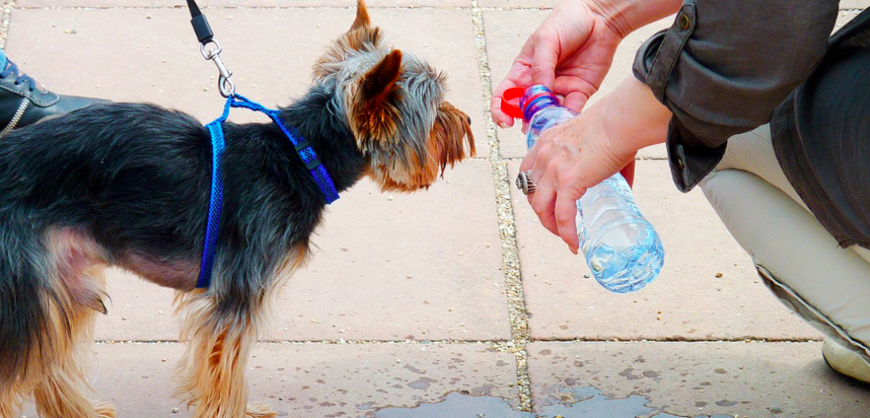 Cómo proteger a tu mascota durante las olas de calor y el verano