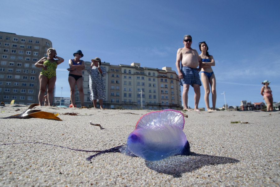 Aparecen más carabelas portuguesas en la playa de Riazor