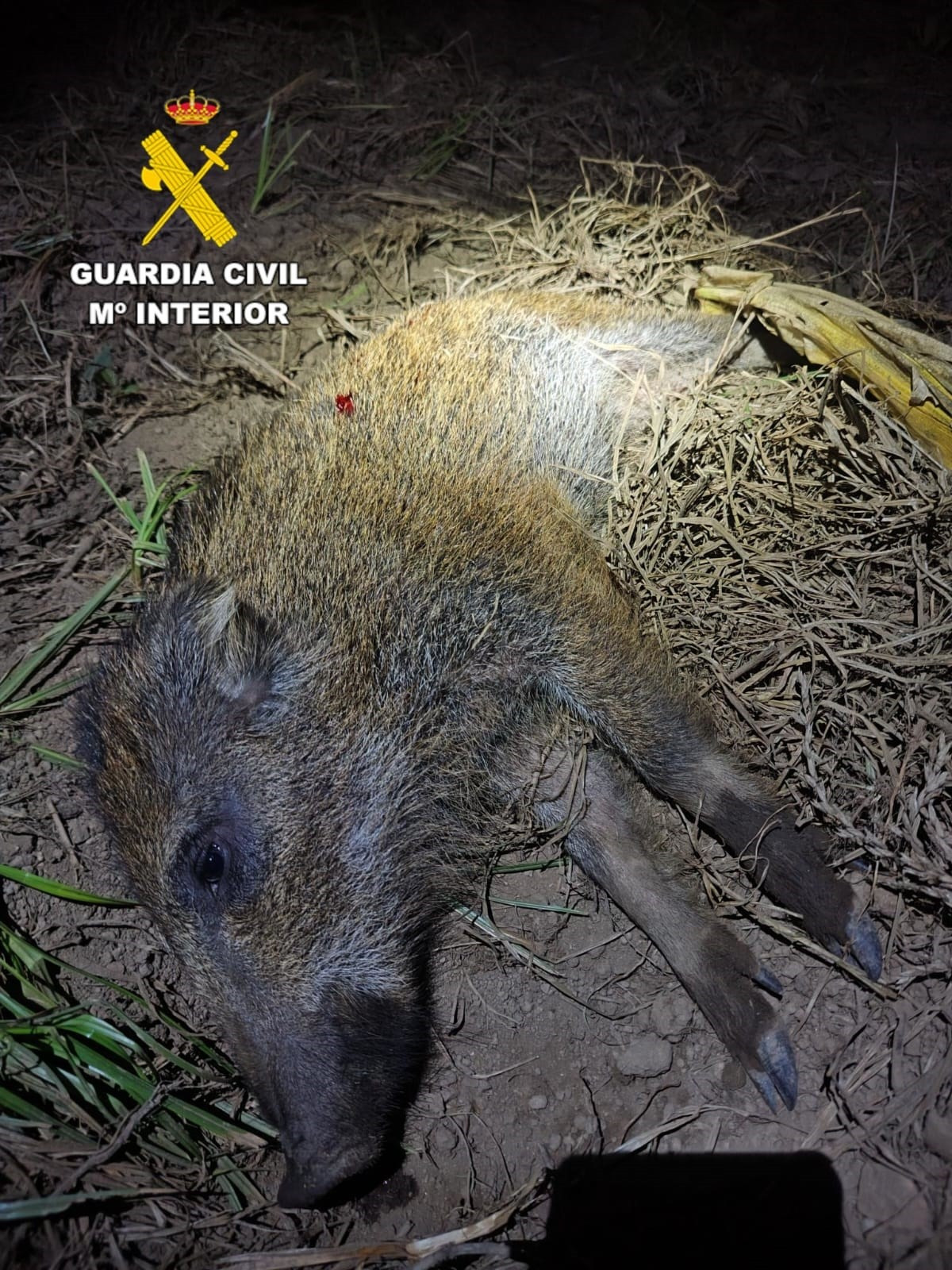 Tiroteo jabalu00ed