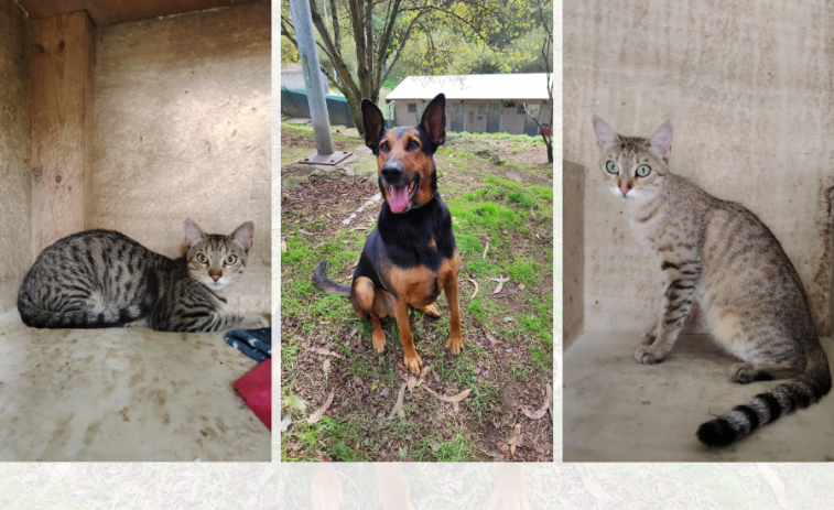 Tom, Lito y Laura buscan un hogar en A Coruña