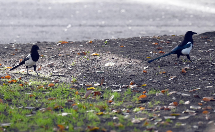 Oportunistas y ladronas invaden A Coruña: crece la población de urracas