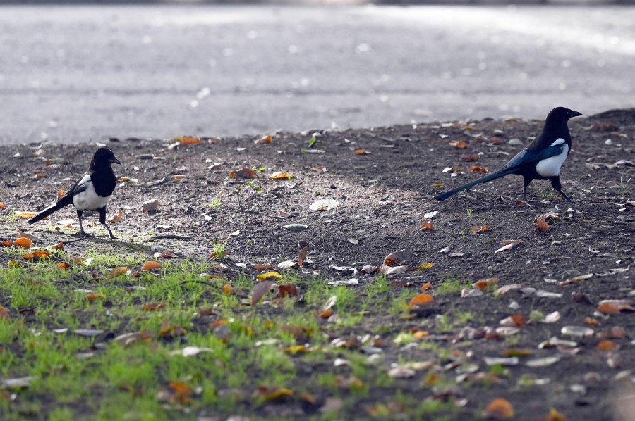 Oportunistas y ladronas invaden A Coruña: crece la población de urracas