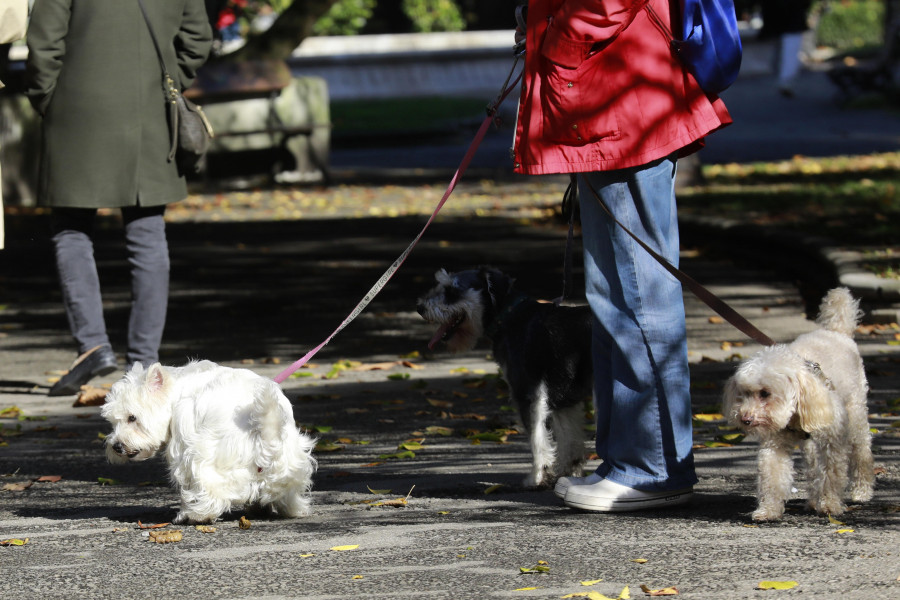 El 092 usará agentes de paisano para multar por las heces de los perros