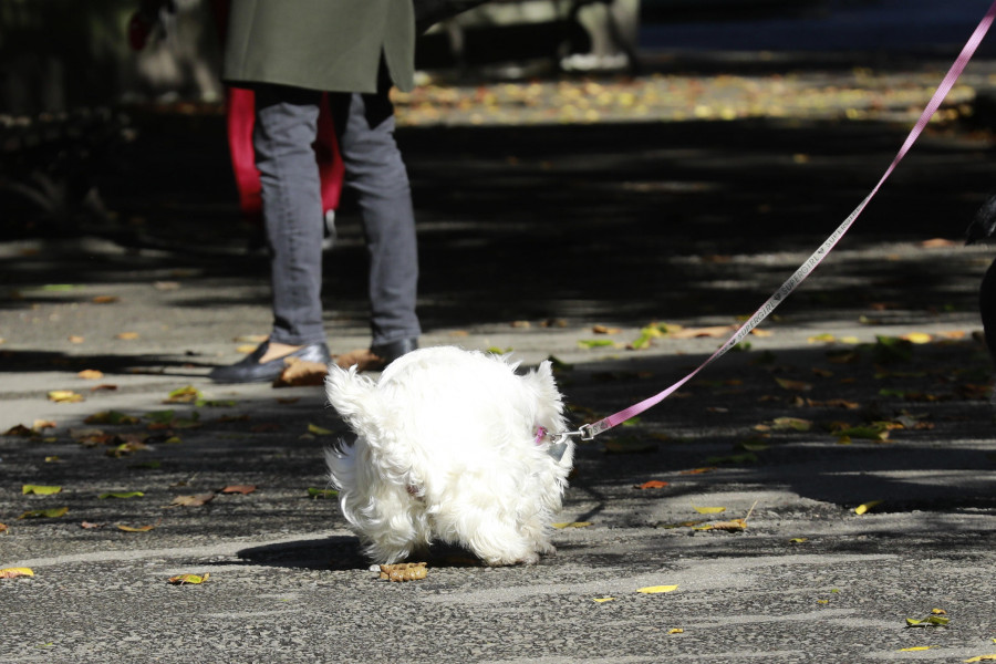 Galicia supera los 800.000 animales de compañía censados: desde perros y gatos hasta hurones o aves de rapiña