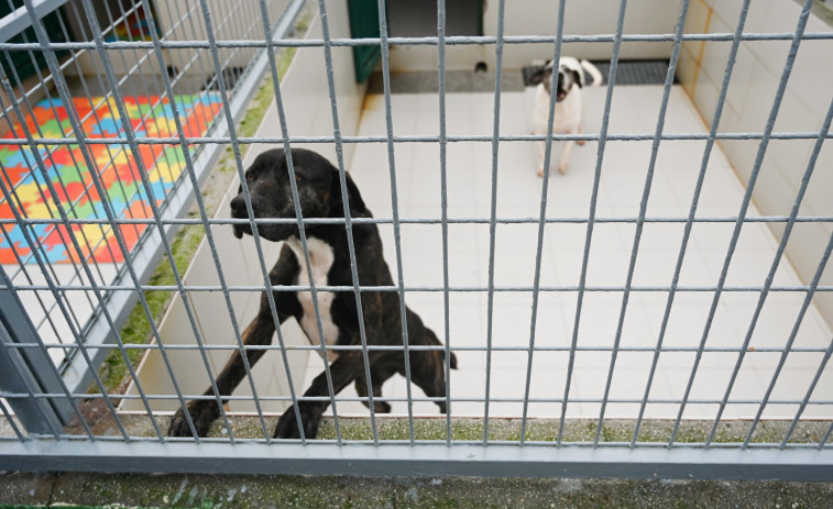 Cuidado de mascotas y ahorro del hogar, entre los cursos gratuitos del Ayuntamiento de A Coruña