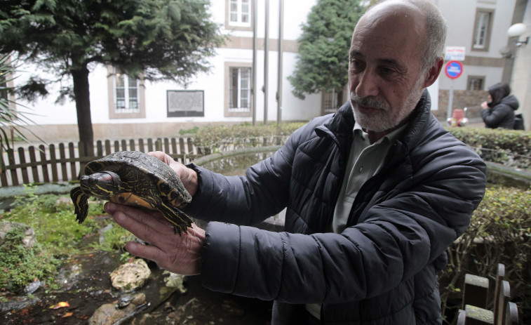Coruña Insólita | Las tortugas del Abente y Lago, los animales más pacientes del hospital
