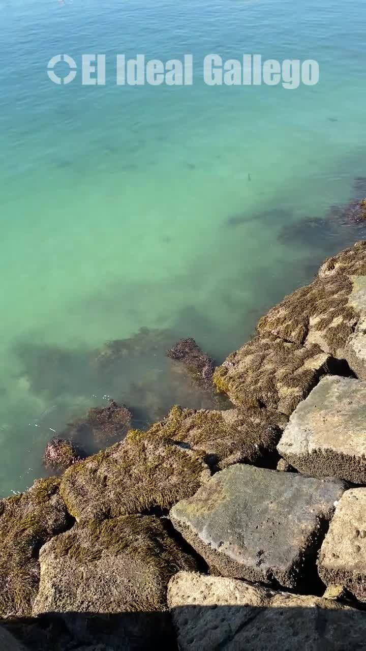 Cangrejos en O Parrote