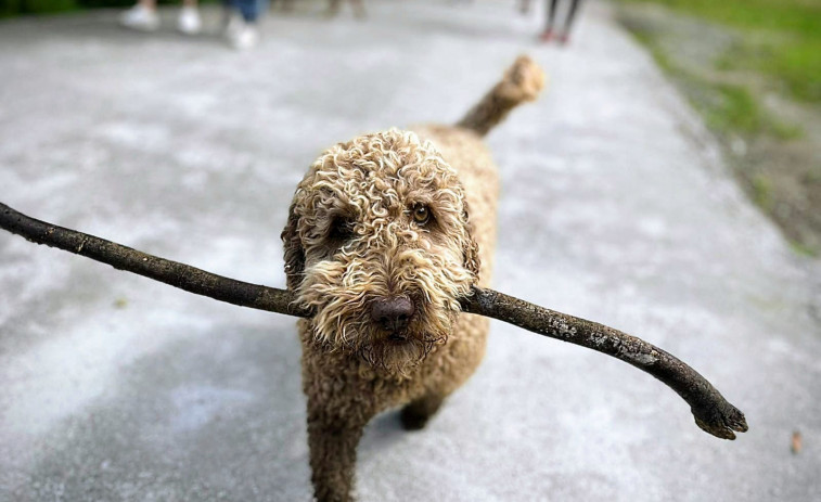 Divorcio en A Coruña: gastos del perro a partes iguales y custodia compartida