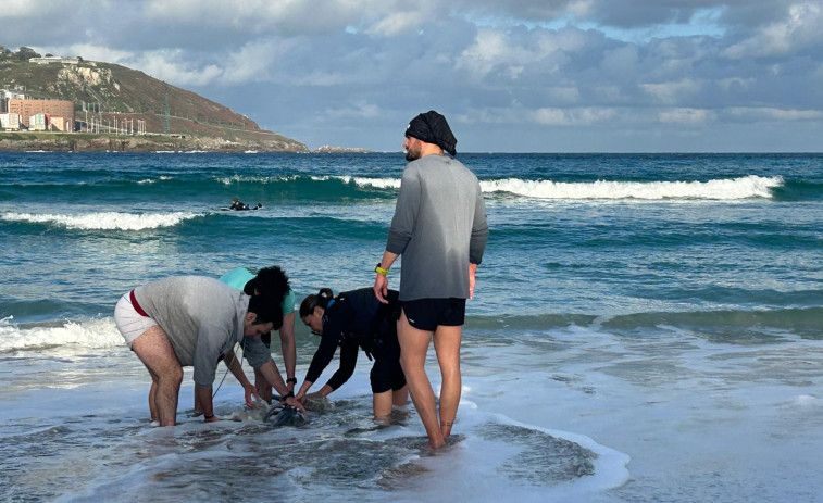 Salvado un delfín que quedó varado en la playa del Orzán, en A Coruña, tras ser atacado por un tiburón