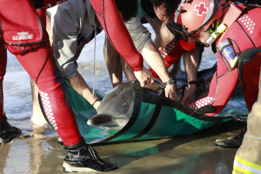 Muere el delfín rescatado tras varar en una playa de A Coruña