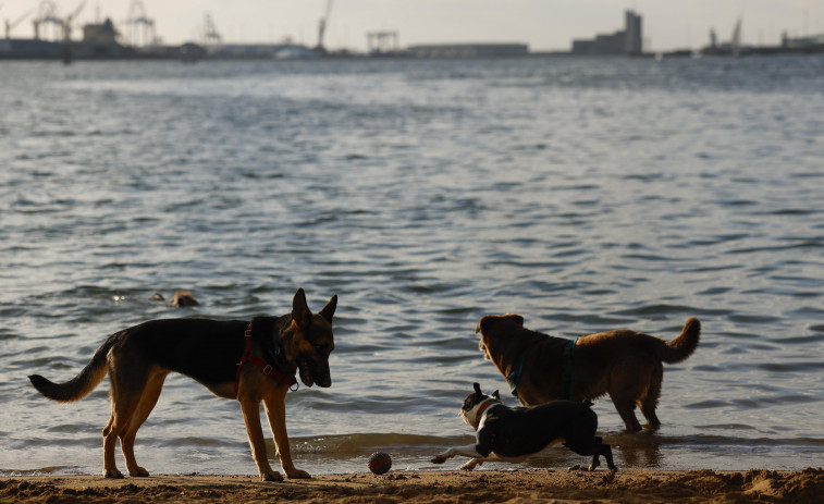 Mata a sus dos perros lanzándolos desde un octavo piso porque está 