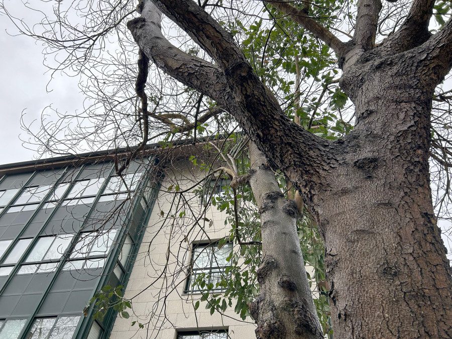 El Concello de Cambre denuncia un ataque con un taladro al aguacatero del Museo