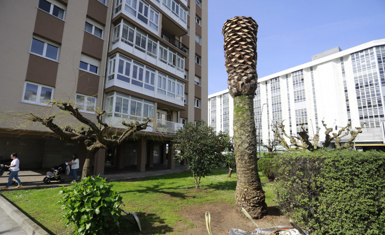Continúa la sangría de palmeras en A Coruña: un ejemplar de la avenida de Monelos cae víctima del picudo
