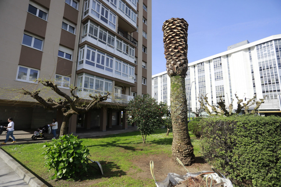 Continúa la sangría de palmeras en A Coruña: un ejemplar de la avenida de Monelos cae víctima del picudo
