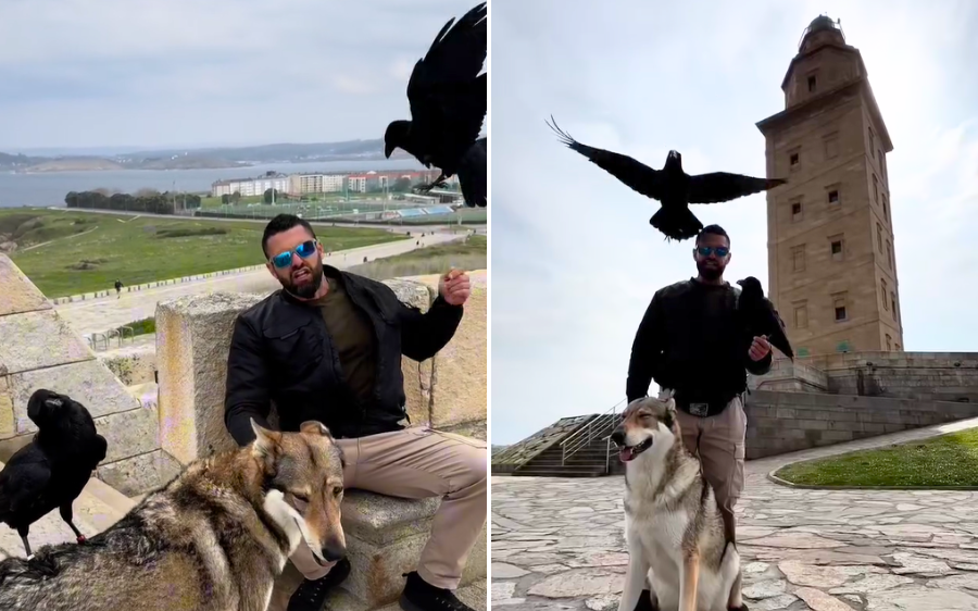 El hombre que susurra a los cuervos sobrevuela A Coruña