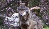Galicia autoriza el control del lobo en casos de daños, pero mantiene su caza prohibida con carácter general