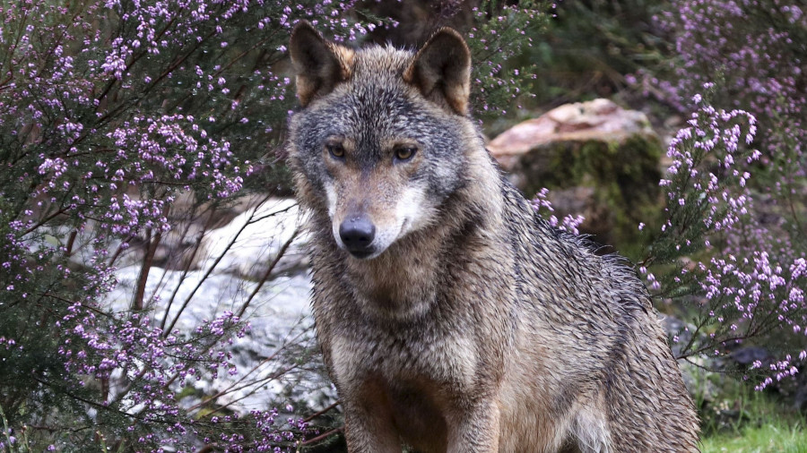 Galicia autoriza el control del lobo en casos de daños, pero mantiene su caza prohibida con carácter general
