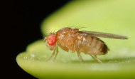 Consiguen manipular el cerebro de las moscas de la fruta para controlarlas a voluntad