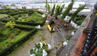 Los nuevos olmos del jardín de San Carlos