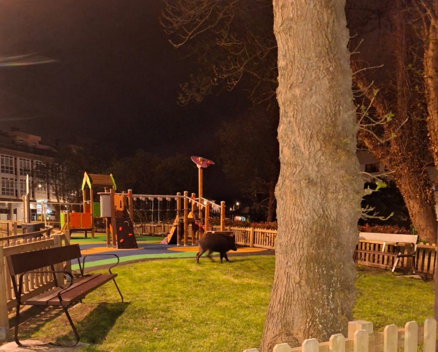 Los jabalíes de A Coruña se apuntan al tardeo