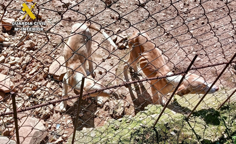La Guardia Civil rescatan a 66 perros en condiciones extremas de salud