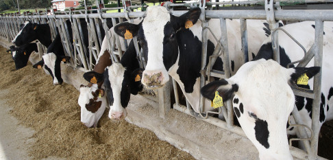 Normalidad en las granjas de leche