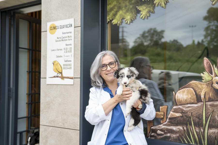 Con anestesia local y la luz que entraba por la ventana: así salvaron a un perro herido en A Coruña en pleno apagón