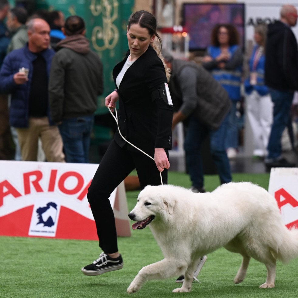 El glamur canino se pasea por las calles de A Coruña