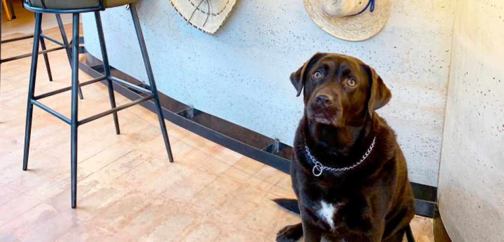 Diez locales pet friendly en A Coruña para que no tengas que separarte de tu mejor amigo
