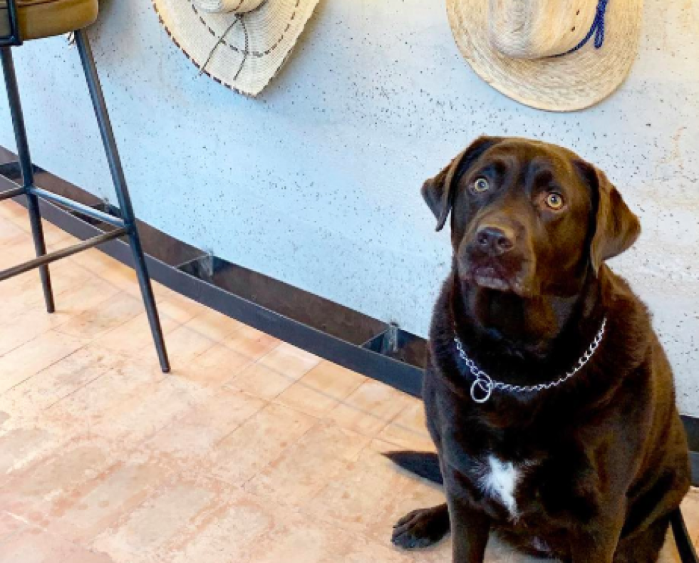 Las mascotas son bienvenidas en Nana Pancha. I NANA PANCHA