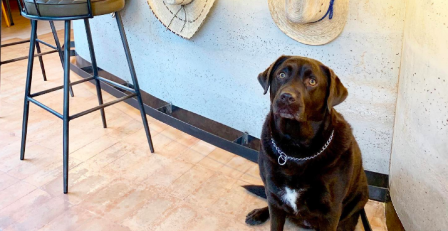 Diez locales pet friendly en A Coruña para que no tengas que separarte de tu mejor amigo