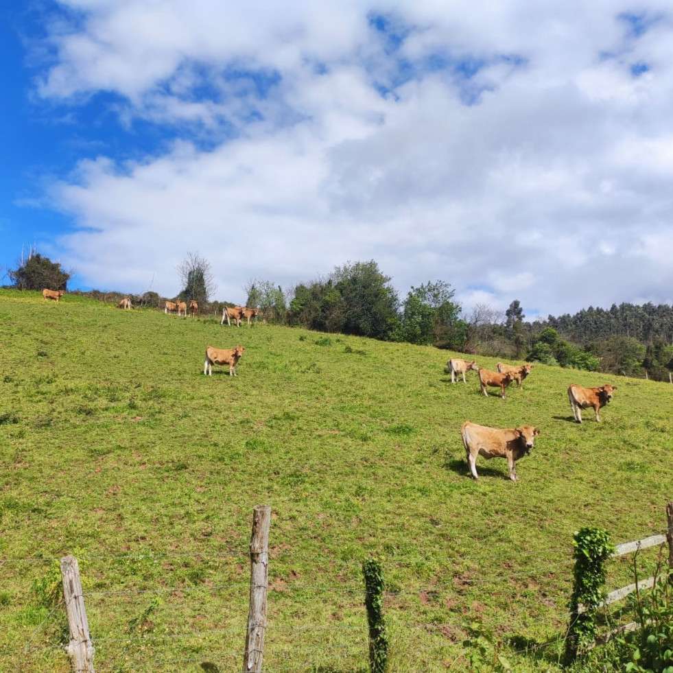 Mueren 27 vacas de una explotación ganadera de Rodeiro tras ser alcanzadas por un rayo