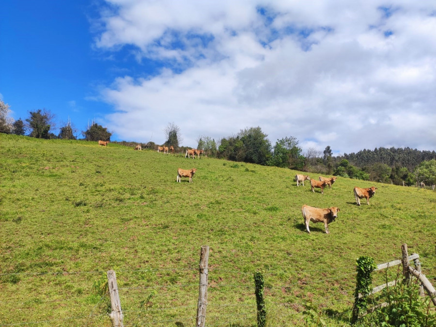 Mueren 27 vacas de una explotación ganadera de Rodeiro tras ser alcanzadas por un rayo