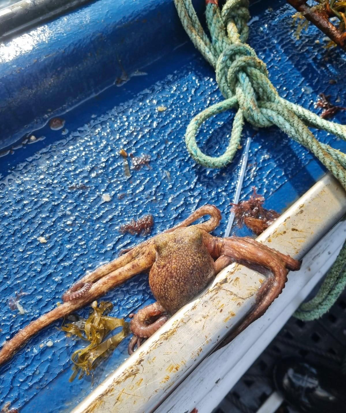 Centolla y pulpo decomisado en A Coruu00f1a (3)