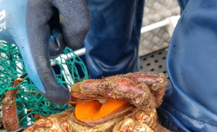 Decomisados en A Coruña 39 kilos de pulpo y catorce de centolla
