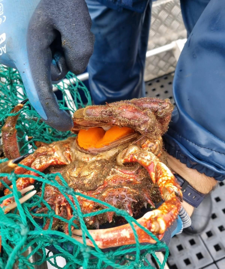 Decomisados en A Coruña 39 kilos de pulpo y catorce de centolla