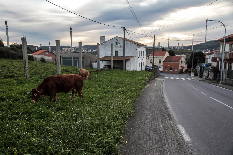 Vacas en peligro de extinción en A Coruña: una para cada 35.000 coruñeses