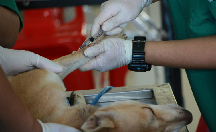 A Cámara galega pide ao Goberno suspender a aplicación do decreto veterinario ata lograr consenso