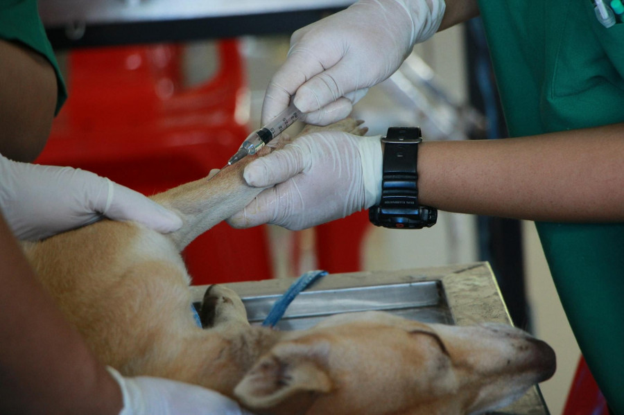 A Cámara galega pide ao Goberno suspender a aplicación do decreto veterinario ata lograr consenso