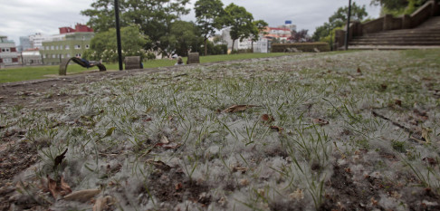 Los alérgicos pueden estar tranquilos ante las pelusas que cubren A Coruña: 